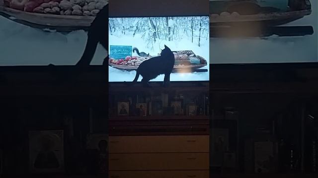 охота на птичек
