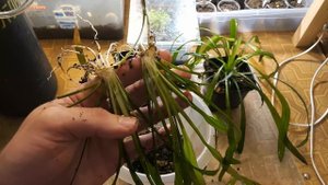 КАК Я РАЗМНОЖАЮ И САЖАЮ ЭХИНОДОРУСЫ