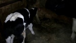 Телёнку один день. Делаем уколы