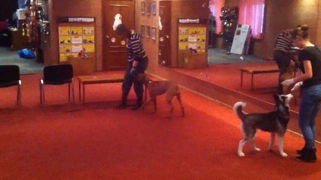 Щенячьи ясли март 2014. Выпускной экзамен!