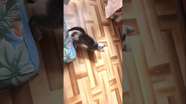 Funny cats|Barsik plays with a clothespin|#cats #shorts