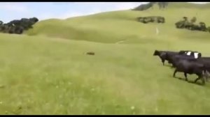 Коровы бегают за машиной и от нее!