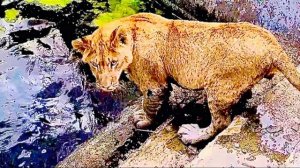 Львята Шерхан и Симба нашли выход из воды и размышляют НУЖНО-ЛИ НЫРЯТЬ СНОВА??