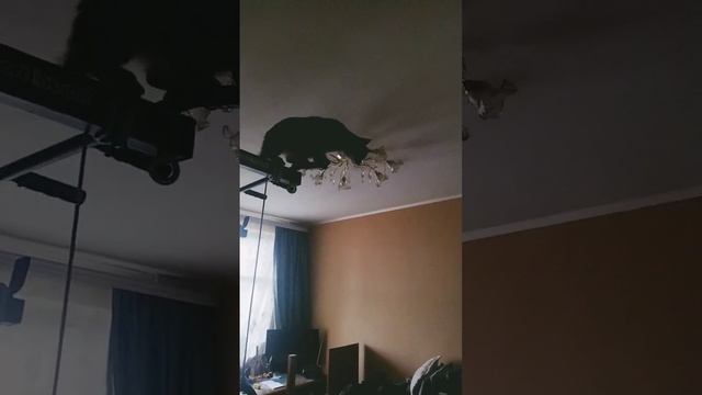 кошка как коршун