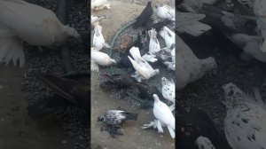 Узбекские старо породные бойные голуби 1(Джамал-Хан Узбекистан) tumbling pigeon Uzbekistan