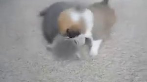 Смертельная схватка двух диких зверей. epic fight animals.