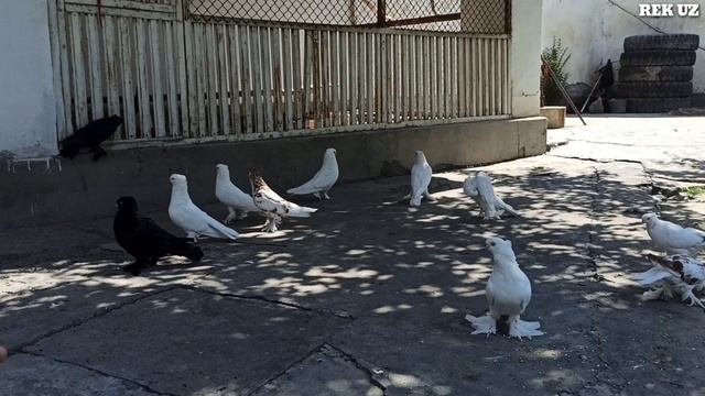 АНДИЖАНИСКИЙ КАБУТАРЛАР ОК ва КОРА ЗОГЛАР 📞944319135 Kabutarlarni zo'rlari Andijon paroda Pigeons
