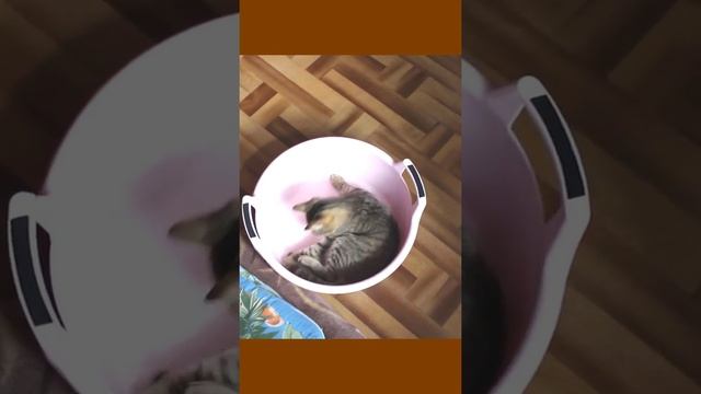 Funny cats|Barsik plays in the basin|#cats #shorts