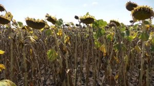 ЕС БЕЛФИС CLP - ВИСОКИ ДОБИВИ С ГЕНЕТИКАТА НА ЕУРАЛИС