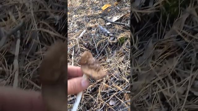 Мухоморы под старыми соснами. Телеграмм @Muhomar https://t.me/Muhomar смотреть онлайн