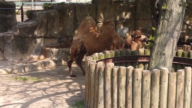 Bactrian Camel Born at Lincoln Park Zoo смотреть онлайн