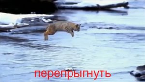 № 425 Глаголы русского языка  ПРЫГАТЬ с приставками