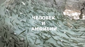 Человек и амфибии