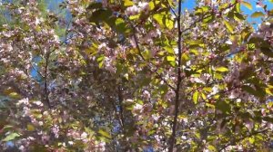 Любование цветением сакуры _-) Санкт-Петербург, май 2022 год