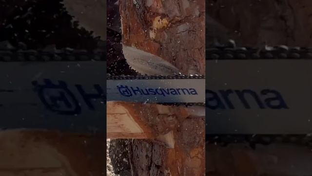 Профессиональный вальщик леса #stihl #husqvarna #zimani