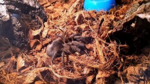 ПОЧТИ САМЫЙ КРУПНЫЙ ПТИЦЕЕД Grammostola Pulchra