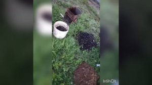 Ракушка дробилка.