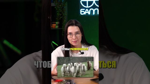 Самец, который устраняет конкурентов, ОТКУСЫВАЯ яички! #ЕГЭ #ОГЭ #егэ2025 #биологияОГЭ