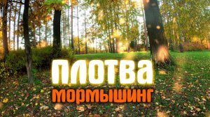 ОКУНЬ и ПЛОТВА в Осеннем Парке. А вокруг КРАСОТА Осени! #мормышинг #стритфишинг #плотва #окунь