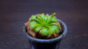 РОСЯНКА АЛИСИЯ. СЕКРЕТЫ СОДЕРЖАНИЯ / Drosera ALICIAE