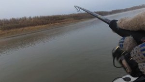 Крупный осенний судак