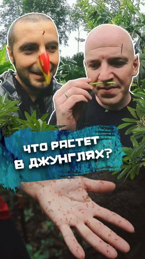 Что растет в джунглях? И что из этого можно есть?