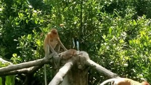 Национальный парк Сепилок (орангутанг). 2017 год.