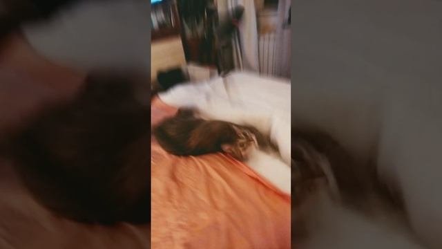 вечерние танцы