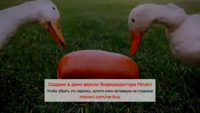 губка боб зажигает смотреть онлайн