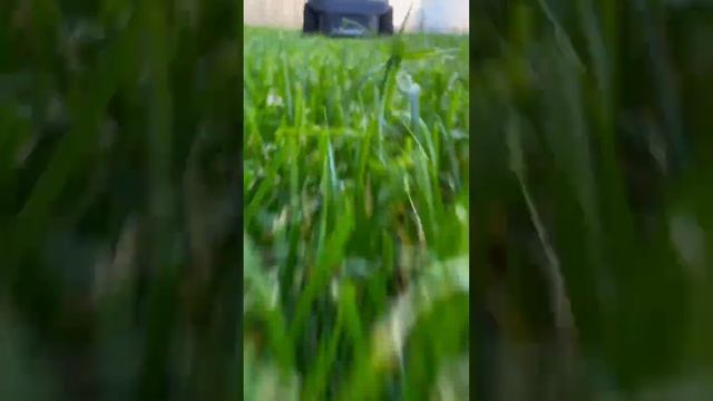 Робот ZimAni для загородного дома #zimani #робот #газонокосилка #robotmower #automower