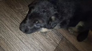 ЭТО ДОЛЖНО БЫЛО СЛУЧИТЬСЯ!