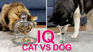 IQ CAT VS DOG