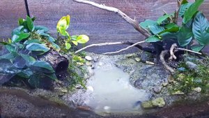 УБОРКА В ТЕРРАРИУМЕ С КРАБАМИ