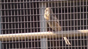 урагус поёт в новой вольере