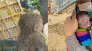 Exploited Pet Monkey Elly- Part 3