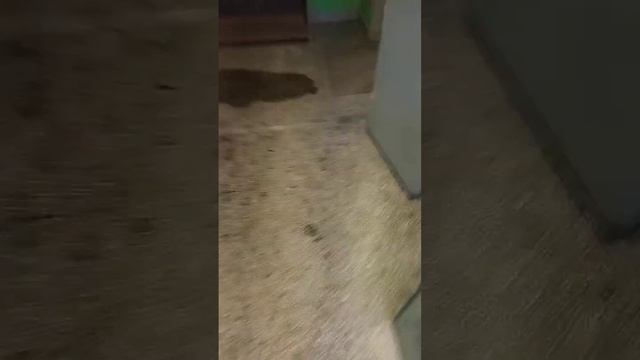 опять заливает