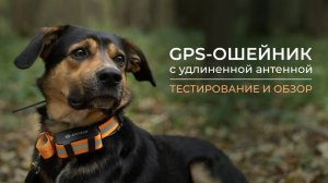 GPS-ошейник с удлинённой антенной: тестирование и обзор