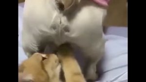 Дзинь дзинь дзинь