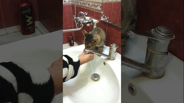 Funny cats|Barsik drinks water|#cats #shorts