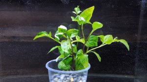 АКМЕЛЛА РЕПЕНС. Acmella repens. СЕКРЕТЫ ВЫРАЩИВАНИЯ