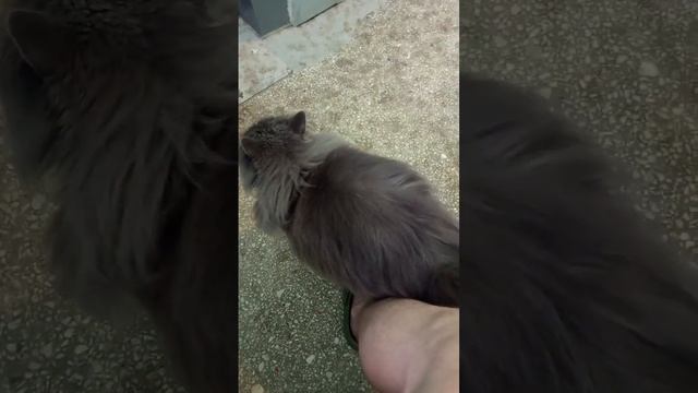 чей то кот или кошка