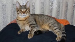 Будни кота Барсика