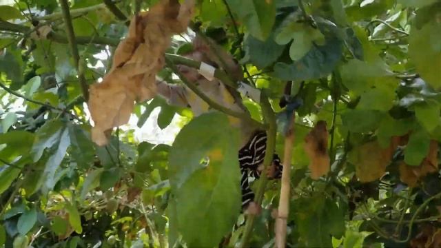 ОБЕЗЬЯНКА МАЛЫШ 37 Гоша прыгает по веткам. смотреть онлайн