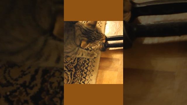 Funny cats|Barsik and ball| #cats #shorts