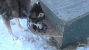 How to Feed Sled Dogs