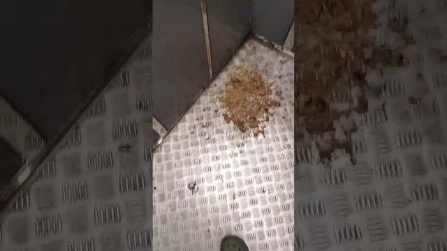 наблевали суки