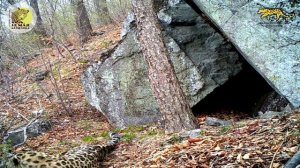 Появление нового леопарда в заповеднике "Кедровая падь"