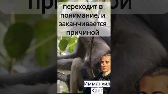 Нет ничего важнее причины... Иммануил Кант #shorts #short #причинавомне