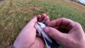 ловля лапландских подорожников Calcarius lapponicus   1 часть