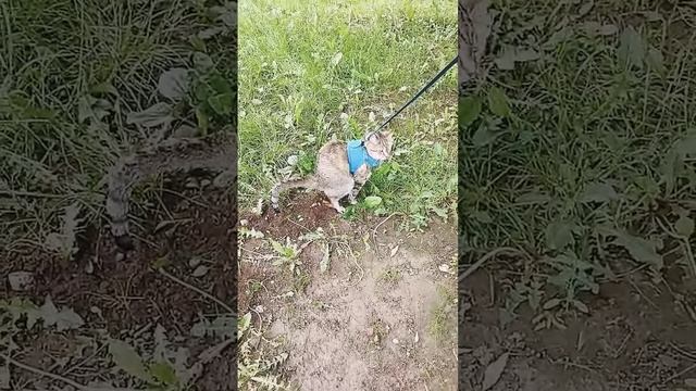 кошка гадит с озвучкой.